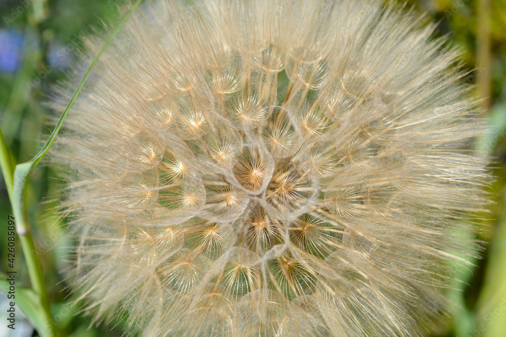Fototapeta premium Common salsify