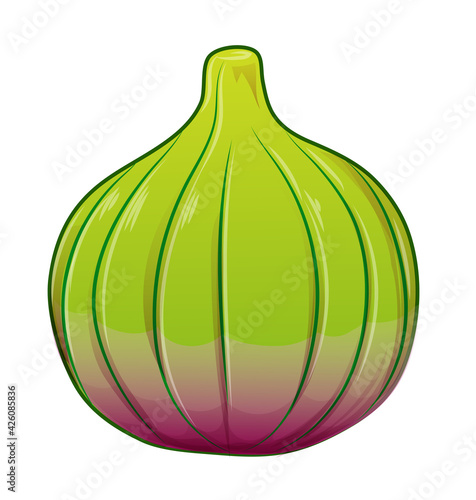 Fig, purple whole fruit . Vector illustration cartoon flat  isolated on white..