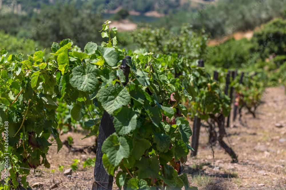 Detailed view of agricultural fields with vineyards, typically Mediterranean, in Portugal Detailed view of agricultural fields with vineyards, typically Mediterranean, in Portugal