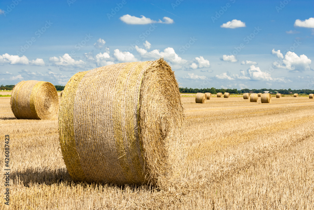 Straw rolls on the harvested grain field