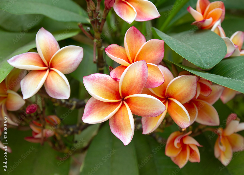 Plumeria flower on the plumeria tree. Plumeria flower on the plumeria tree.