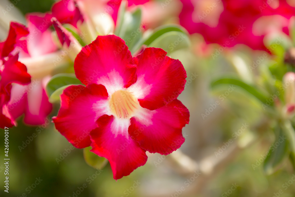 Beautiful Desert Rose Tropical flower in the garden. Beautiful Desert Rose Tropical flower in the garden.