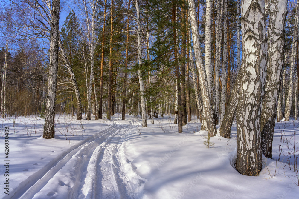 The ski track, laid in the forest on white pure snow and extending beyond the horizon. Mixed forest with white birches and evergreen pines, clear blue sky. Frosty day in the Urals (Russia)