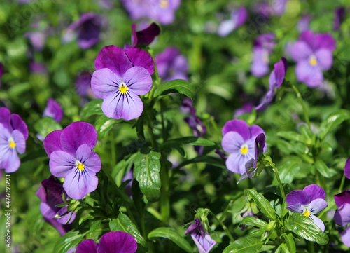 Violet pansy flowers © jerzy