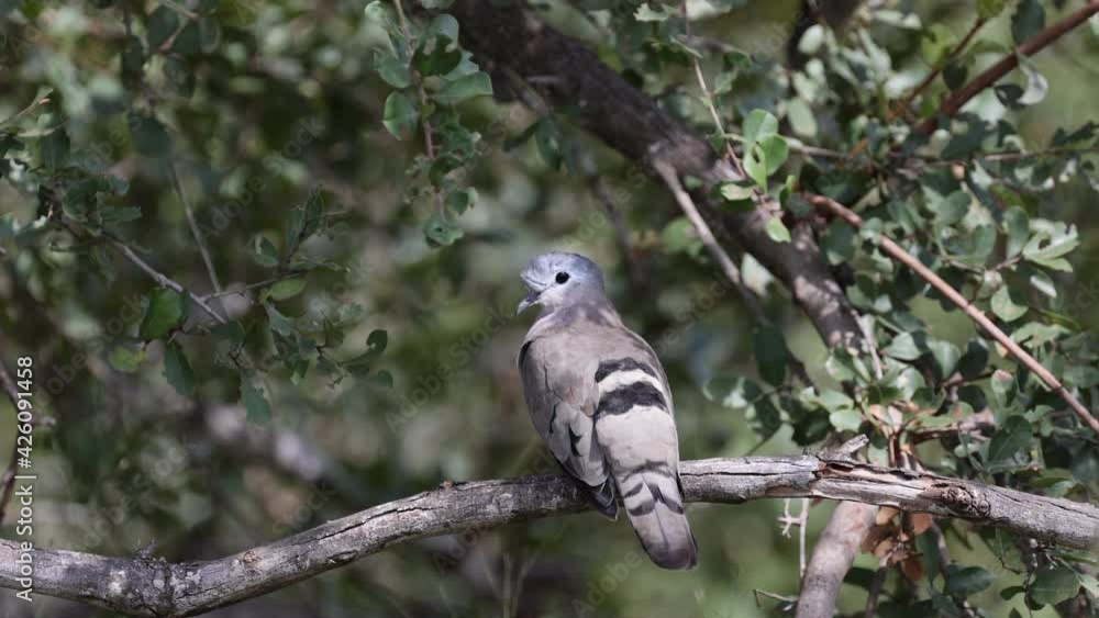 emerald spotted dove perched in a tree emerald spotted dove perched in a tree