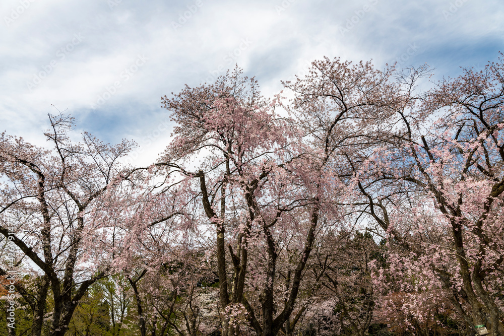 林業試験場樹木公園で満開の紅枝垂