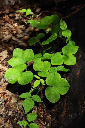 Green buttercup leaves over old brown dry leaves in woods