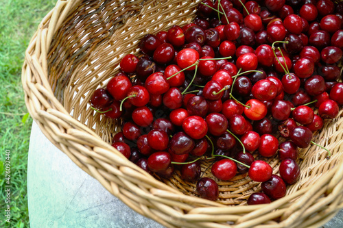 Red sweet cherry harvest in basket standing on table over green grass