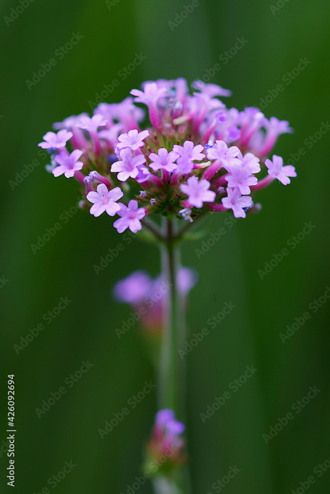 Delicate blooming lilac flowers. Beautiful spring floral background
