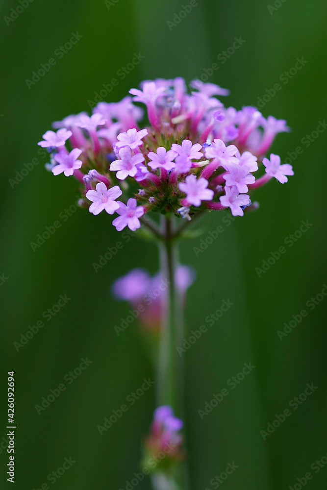 Delicate blooming lilac flowers. Beautiful spring floral background Delicate blooming lilac flowers. Beautiful spring floral background
