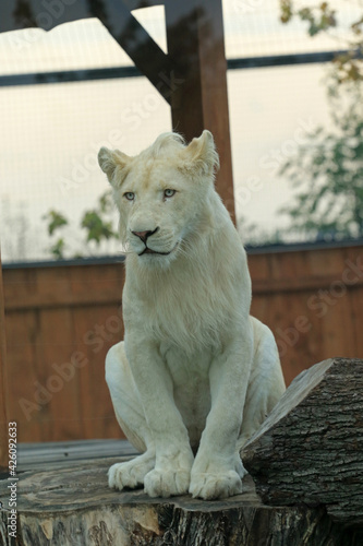 Photography White lion in the zoo