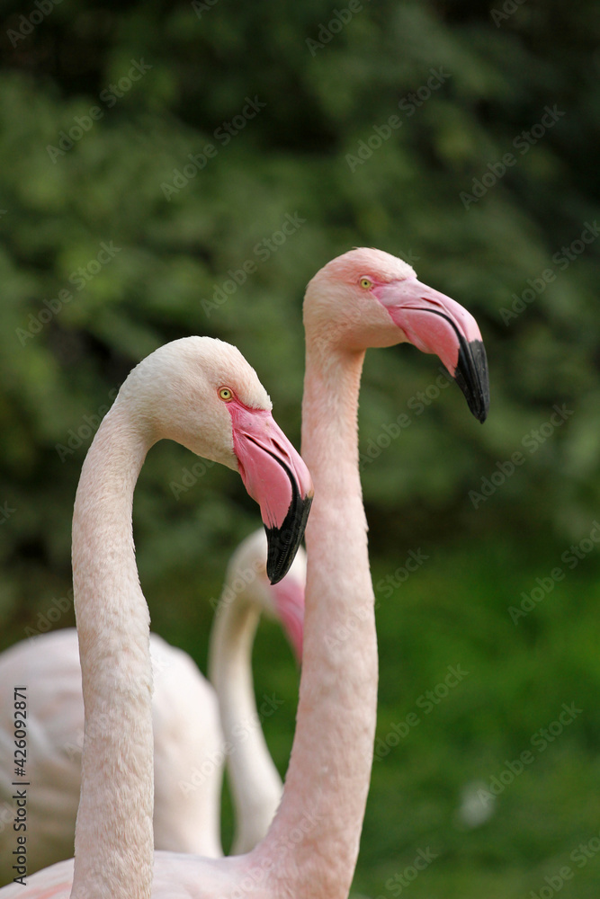 Fototapeta premium Close up of a pink flamingo