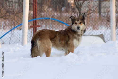 dog in snow