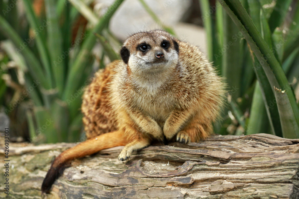 Fototapeta premium Cute small meerkat on guard