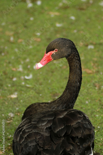 Black swan on the grass © bayazed