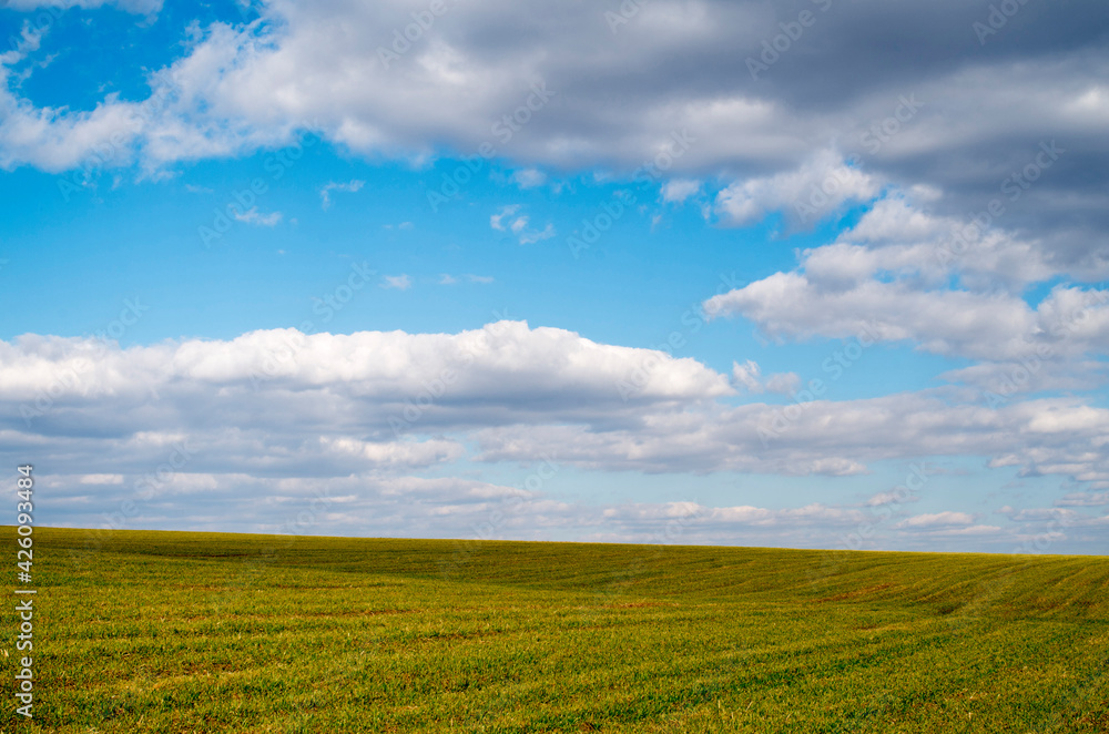 Spring wheat in an endless field and sky with clouds