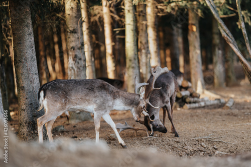 beautiful deers fight  in a forest