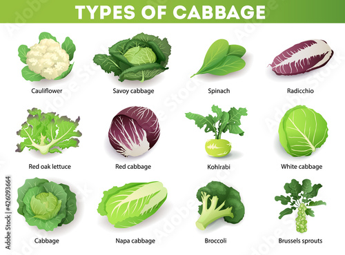 Set with different types of cabbage with inscriptions, isolated on white background. Cruciferous vegetables cartoon vector illustration collection