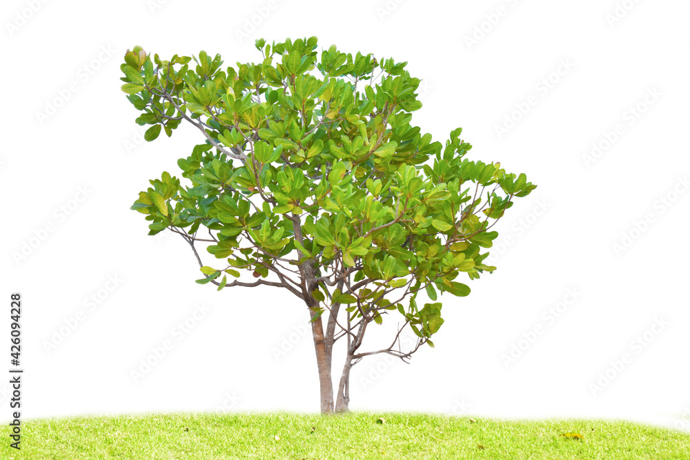 Naklejka green tree isolated on white