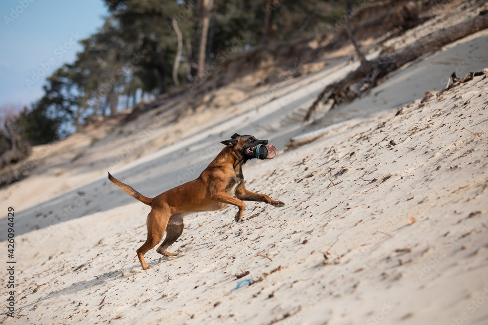 Beautiful Belgian Shepherd dog breed in the sand