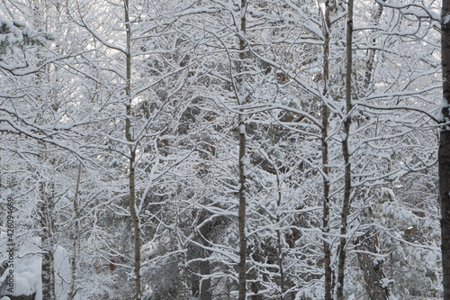 Cold weather in winter forest. Branches of trees are covered with snow and frost. © Koirill