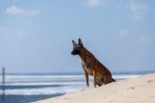 Beautiful Belgian Shepherd dog breed © OlgaOvcharenko
