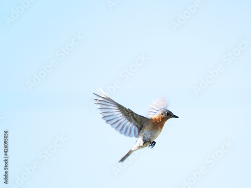 eastern bluebird in florida © Joy