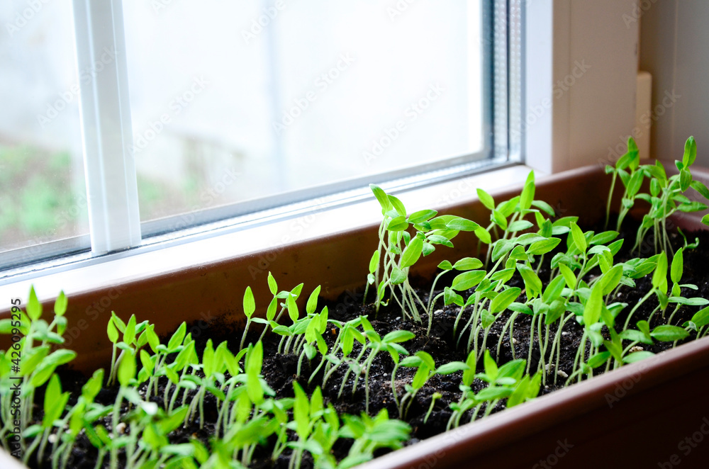 Tomatoes seedlings in container on windowsill. Young sprouts of tomato plant close up. Tomatoes seedlings in container on windowsill. Young sprouts of tomato plant close up.