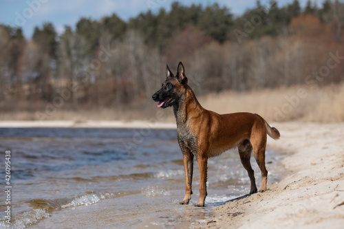 Beautiful Belgian Shepherd dog breed in the sand