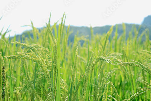 Organic paddy rice, young green ear of paddy in green terraced rice fields on mountain, hill cultivation, agriculture background
