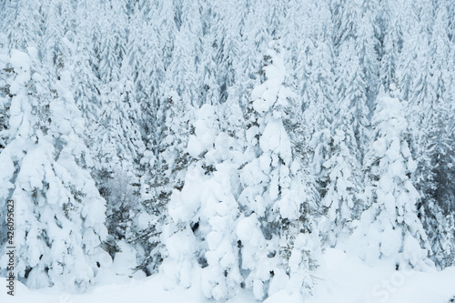 Dense snow forest. Winter panorama of frozen fir trees covering the hillside © Koirill