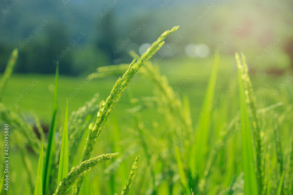 Organic paddy rice, young green ear of paddy in green terraced rice fields on mountain, hill cultivation, agriculture background Organic paddy rice, young green ear of paddy in green terraced rice fields on mountain, hill cultivation, agriculture background