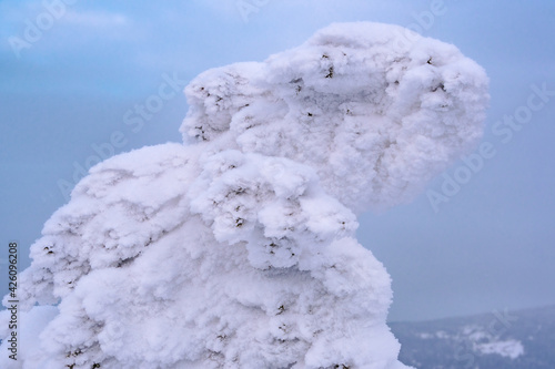 Forest of covered ice trees. Snow monsters on frozen mountainside sunny winter day