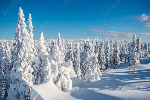 Spruce snow  forest in winter scenery. Trees on frost covered hillside meadow