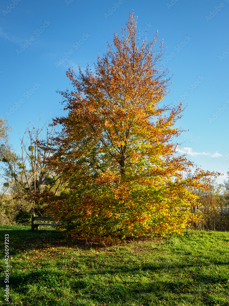 arbre dans la Base de Loisirs de Verneuil sur Seine en France