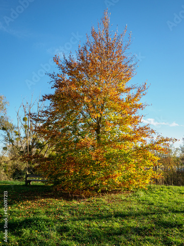 arbre dans la Base de Loisirs de Verneuil sur Seine en France