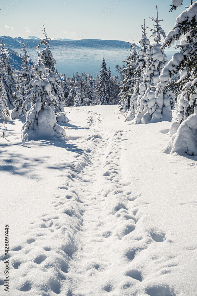 Deep path in snow. Bright winter day in spruce forest.
