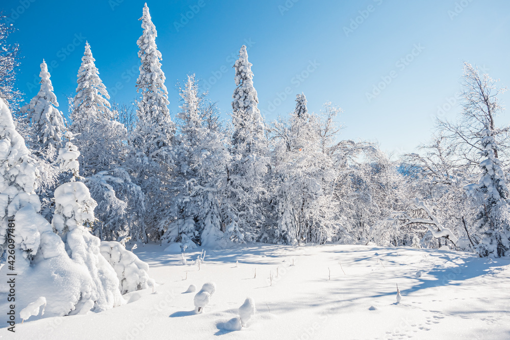 Rime and snow covered fir trees on winter mountainside