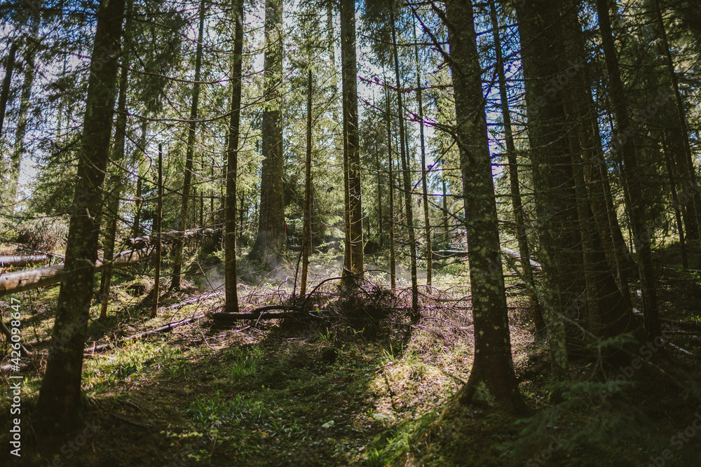 Fototapeta premium A tree in a forest
