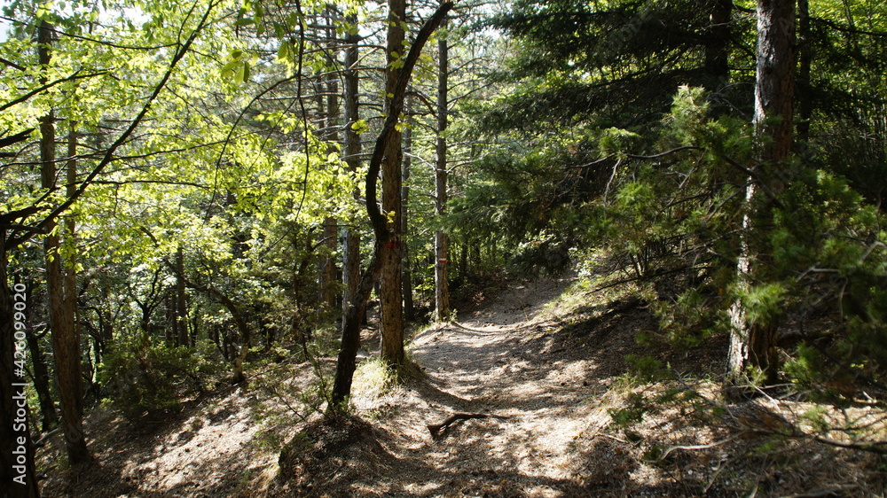 Fototapeta premium Sentiero nel bosco sul monte Strega nelle Marche