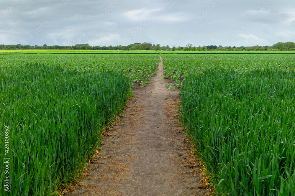 Footpath flanked by fields of wheat, cabbage, and brussel sprouts in spring. Beverley, UK. Footpath flanked by fields of wheat, cabbage, and brussel sprouts in spring. Beverley, UK.