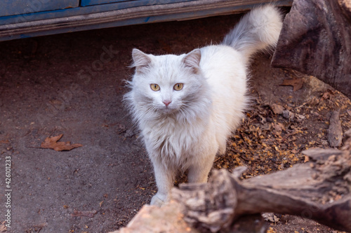 Bilde på lerret Neglected stray feral dirty white cat stands on the street