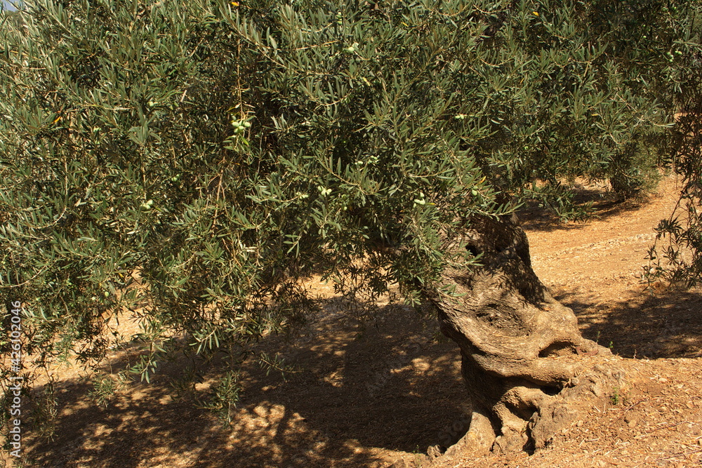 Landscape with olive trees in Andalusia,Spain, Europe
Landscape with olive trees in Andalusia,Spain, Europe