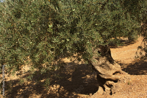 Landscape with olive trees in Andalusia,Spain, Europe
