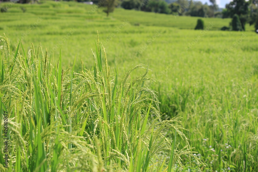 Fototapeta premium Organic paddy rice, young green ear of paddy in green terraced rice fields on mountain, hill cultivation, agriculture background