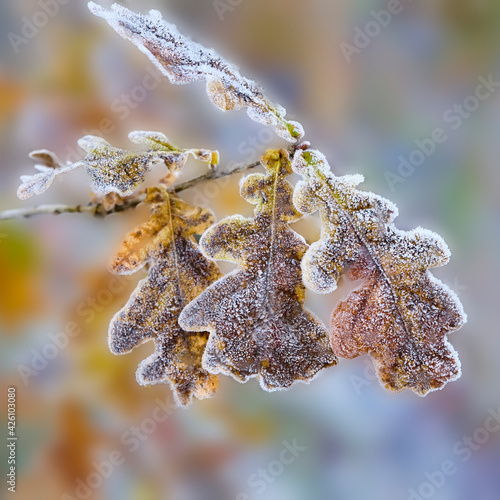 Frost covered Oak leaves