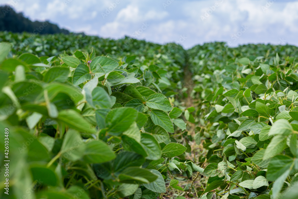 Close-up of a soybean plant field under a blue sky on a summer day