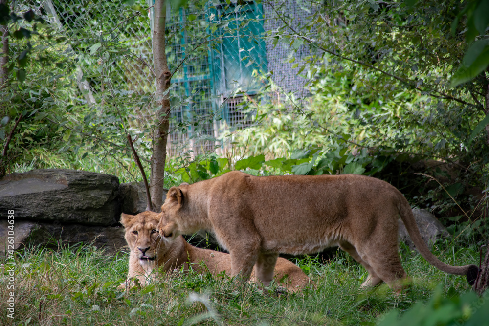Naklejka premium Two Asian Lioness keeping each other company.