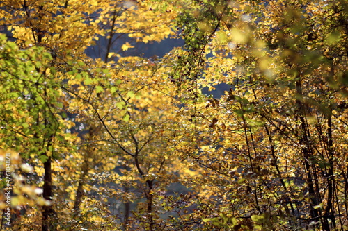 Yellow leaves of the autumn trees