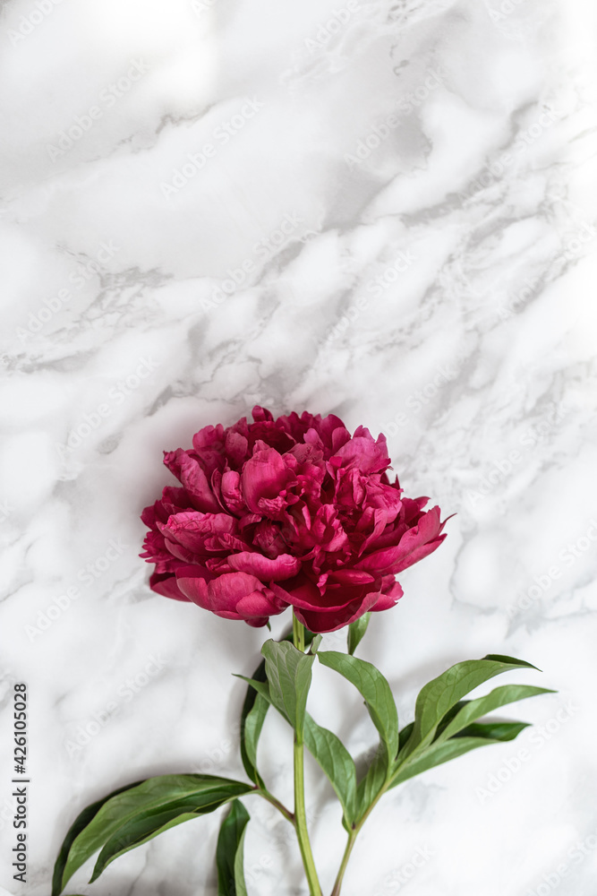 Red peony flowers on marble table. Natural summer blooms top view. Flowery holiday background. Red peony flowers on marble table. Natural summer blooms top view. Flowery holiday background.